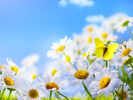 virágzás, megújulás, tavaszi virágok, napsütés