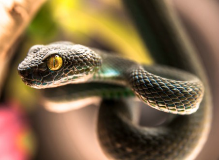 Kígyó – A fagyás ideje